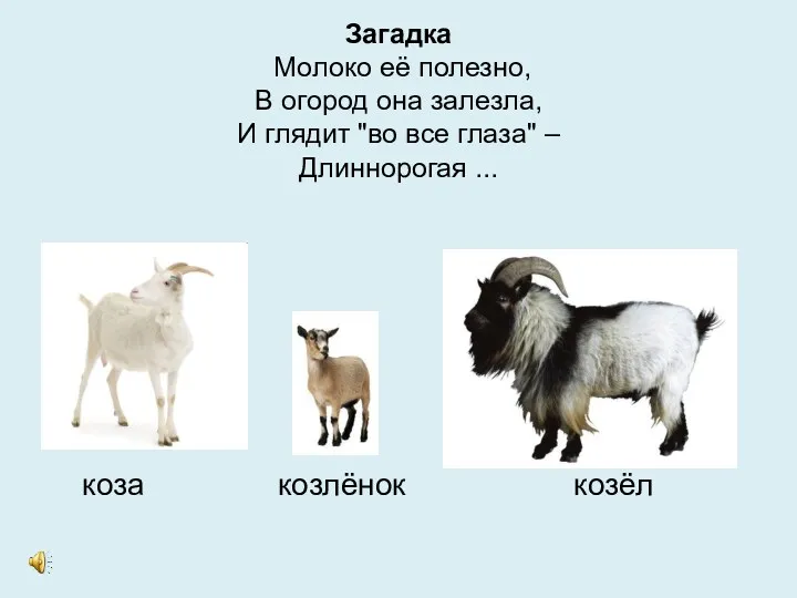 Загадка Молоко её полезно, В огород она залезла, И глядит