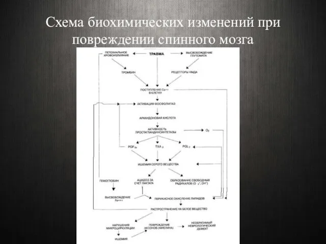 Схема биохимических изменений при повреждении спинного мозга