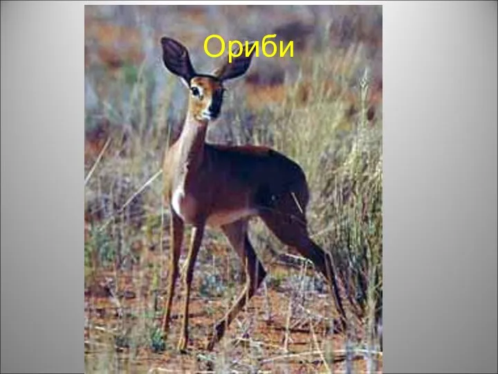 Ориби