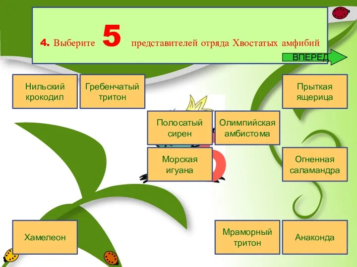 5 Нильский крокодил Полосатый сирен Гребенчатый тритон Хамелеон Морская игуана