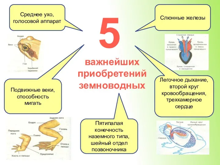 5 Среднее ухо, голосовой аппарат важнейших приобретений земноводных Слюнные железы