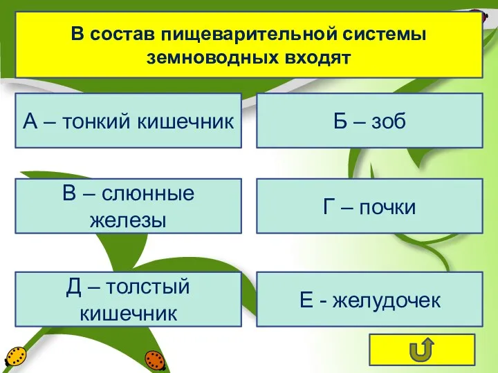 В состав пищеварительной системы земноводных входят А – тонкий кишечник