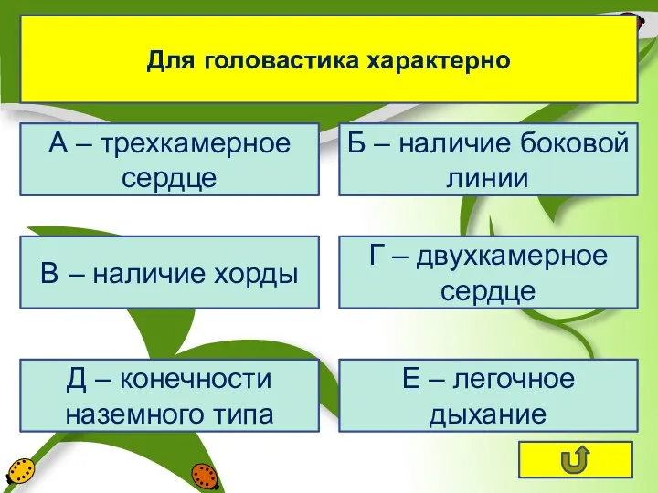 Для головастика характерно А – трехкамерное сердце В – наличие