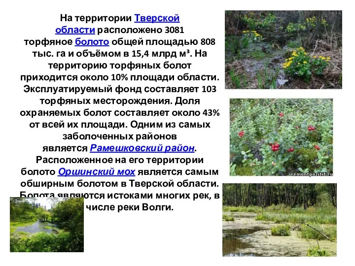 На территории Тверской области расположено 3081 торфяное болото общей площадью