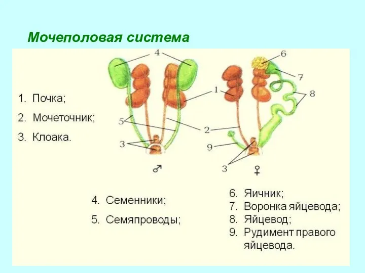 Мочеполовая система