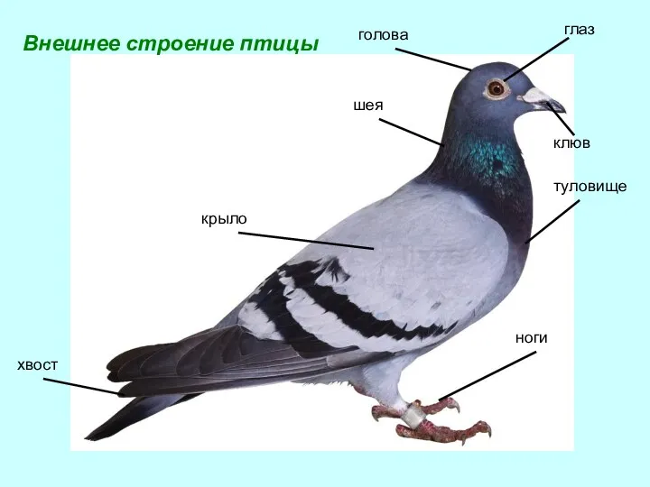 голова глаз шея клюв туловище крыло хвост ноги Внешнее строение птицы