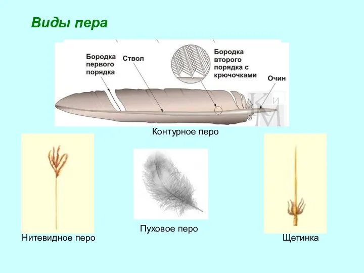 Контурное перо Пуховое перо Нитевидное перо Щетинка Виды пера