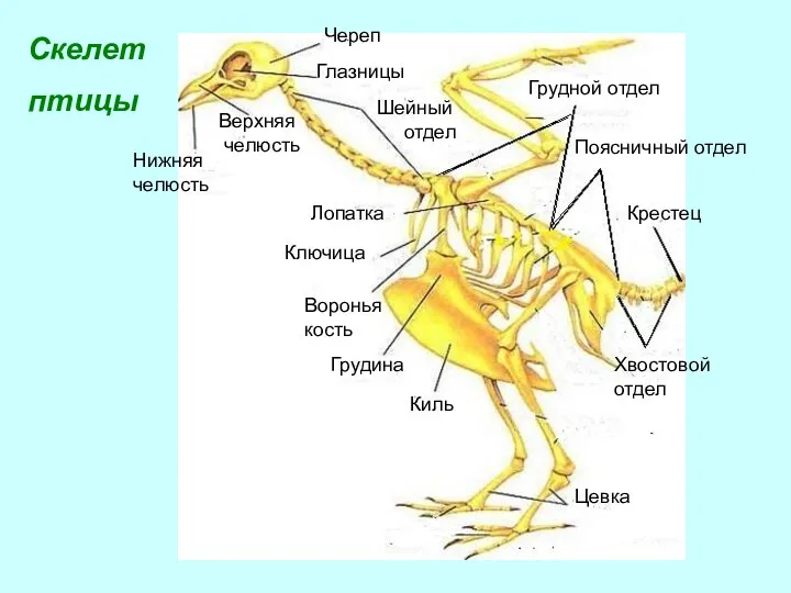 Скелет птицы Череп Глазницы Верхняя челюсть Нижняя челюсть Грудной отдел