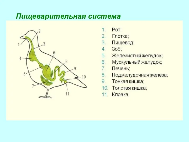 Пищеварительная система