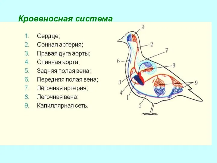 Кровеносная система