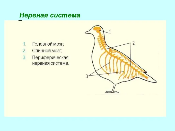 Нервная система