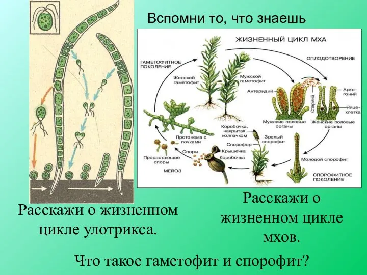 Вспомни то, что знаешь Расскажи о жизненном цикле мхов. Что