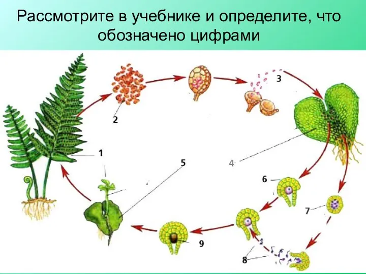 Рассмотрите в учебнике и определите, что обозначено цифрами