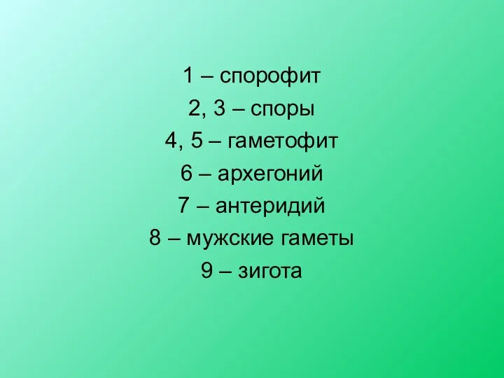 1 – спорофит 2, 3 – споры 4, 5 –