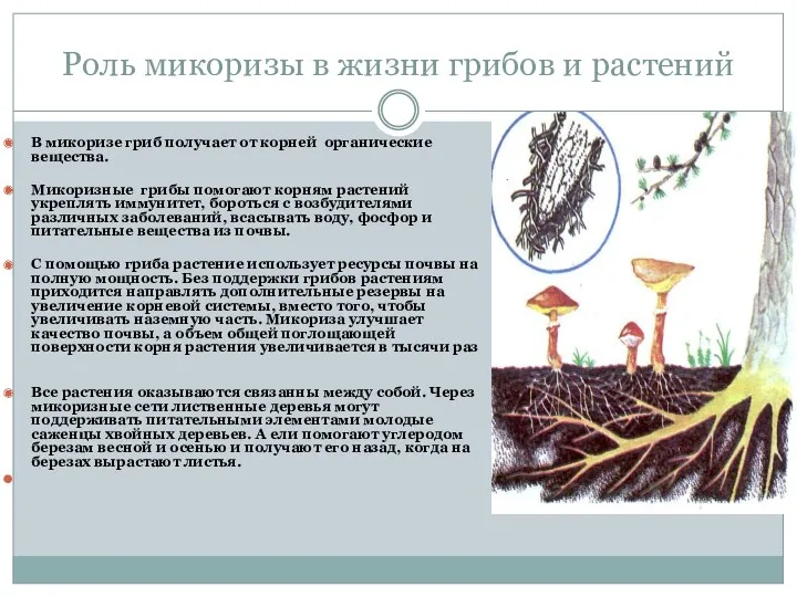 Роль микоризы в жизни грибов и растений В микоризе гриб