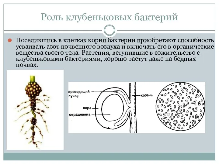 Роль клубеньковых бактерий Поселившись в клетках корня бактерии приобретают способность