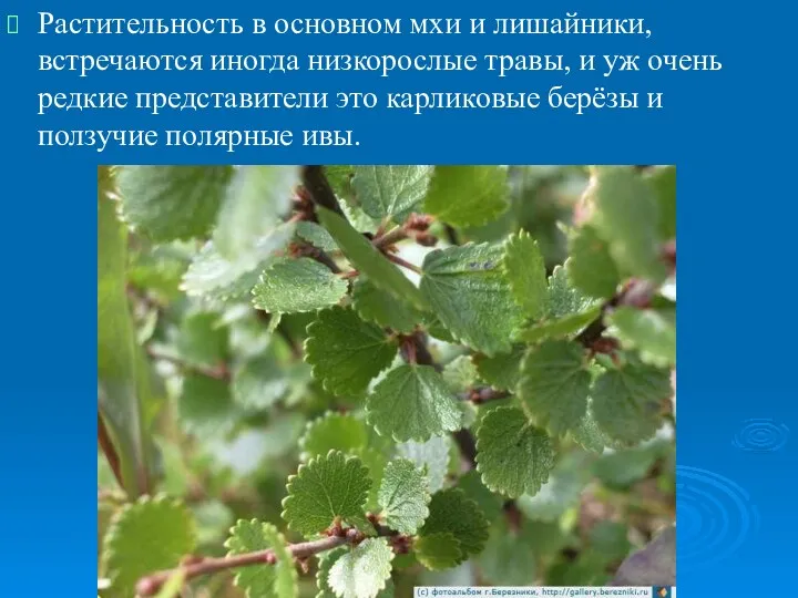 Растительность в основном мхи и лишайники, встречаются иногда низкорослые травы,