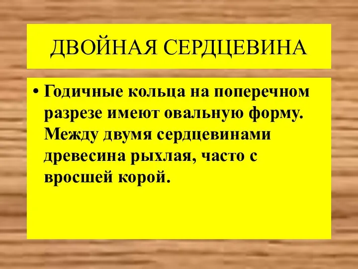 ДВОЙНАЯ СЕРДЦЕВИНА Годичные кольца на поперечном разрезе имеют овальную форму.