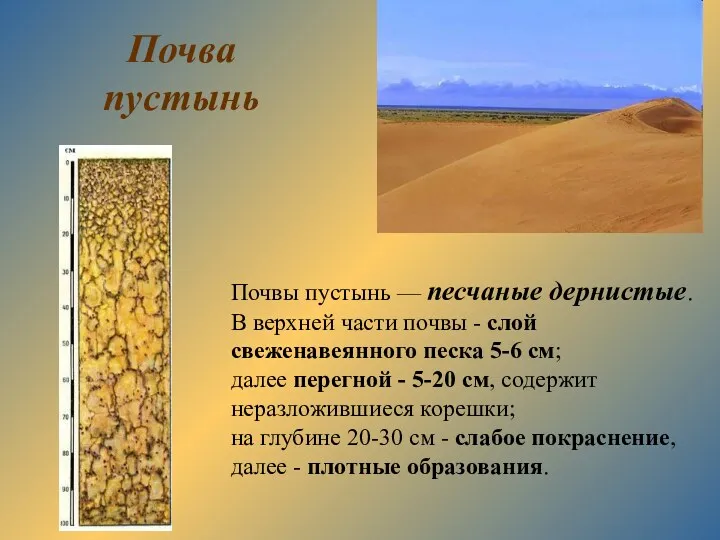 Почва пустынь Почвы пустынь — песчаные дернистые. В верхней части почвы - слой