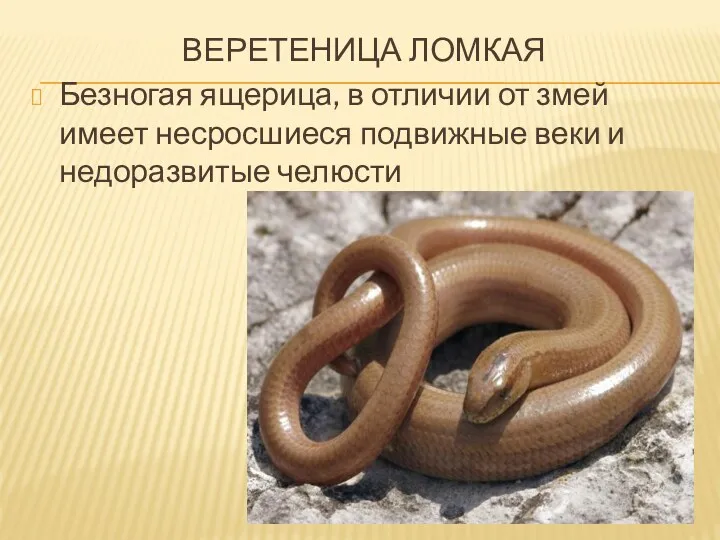веретеница ломкая Безногая ящерица, в отличии от змей имеет несросшиеся подвижные веки и недоразвитые челюсти