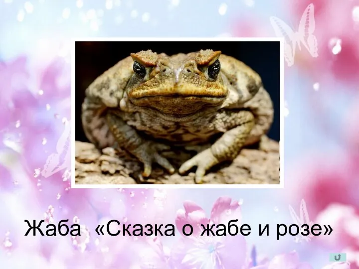 Жаба «Сказка о жабе и розе»