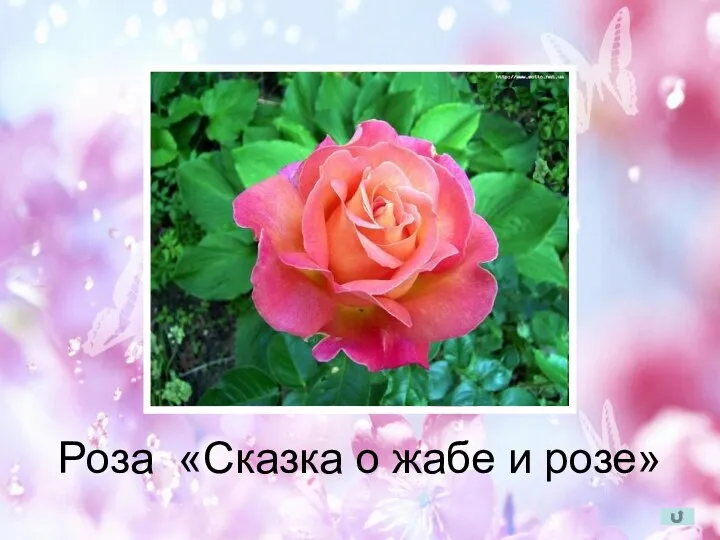 Роза «Сказка о жабе и розе»