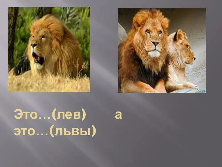 Это…(лев) а это…(львы)