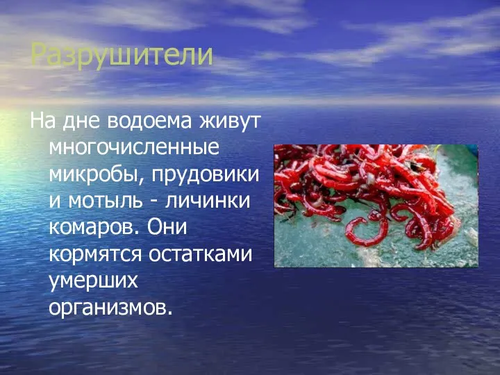 Разрушители На дне водоема живут многочисленные микробы, прудовики и мотыль