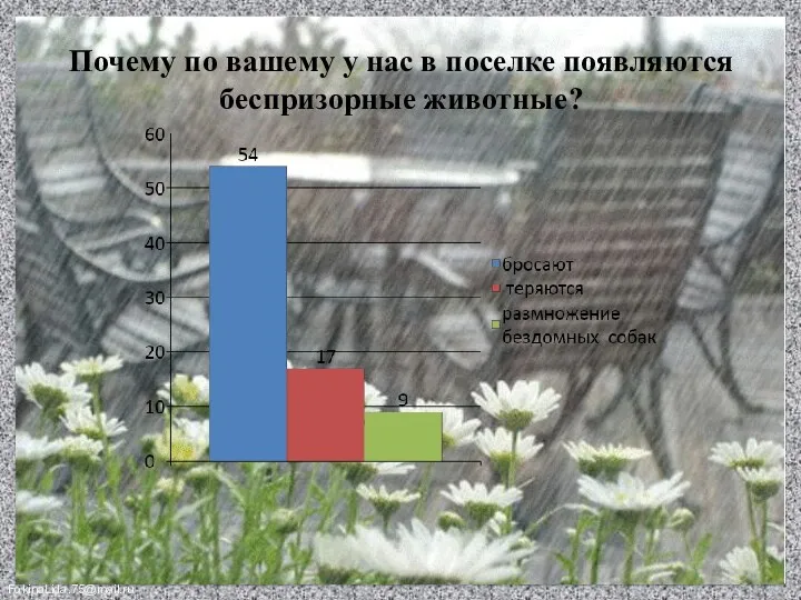 Почему по вашему у нас в поселке появляются беспризорные животные?