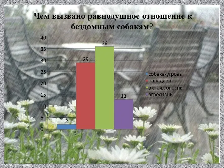 Чем вызвано равнодушное отношение к бездомным собакам?