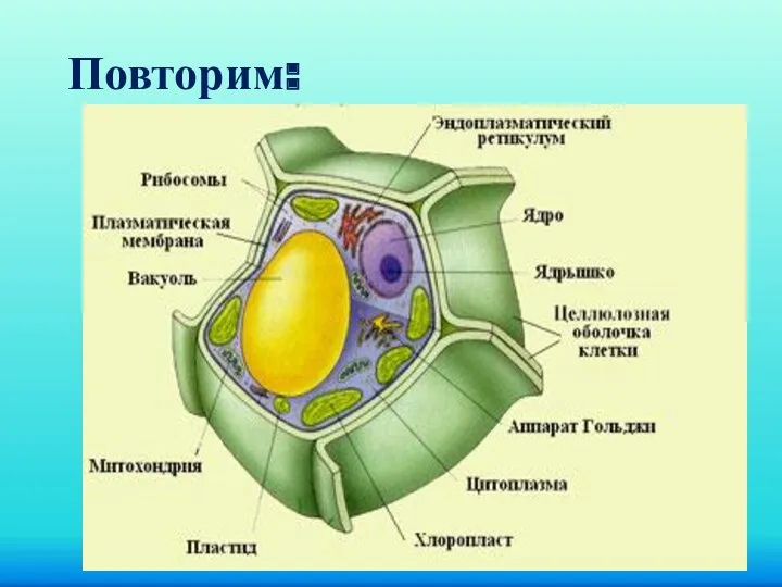 Повторим: