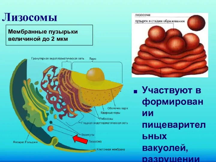 Лизосомы Участвуют в формировании пищеварительных вакуолей, разрушении крупных молекул клетки Мембранные пузырьки величиной до 2 мкм