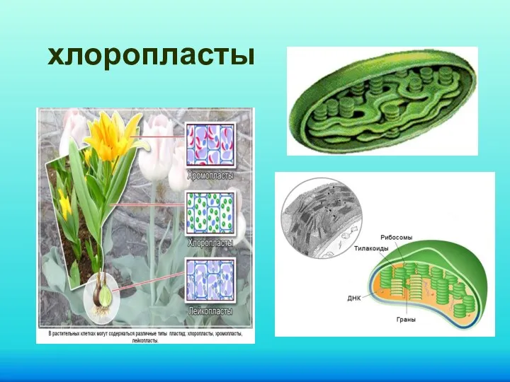 хлоропласты