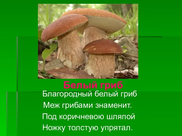 Благородный белый гриб Меж грибами знаменит. Под коричневою шляпой Ножку толстую упрятал. Белый гриб
