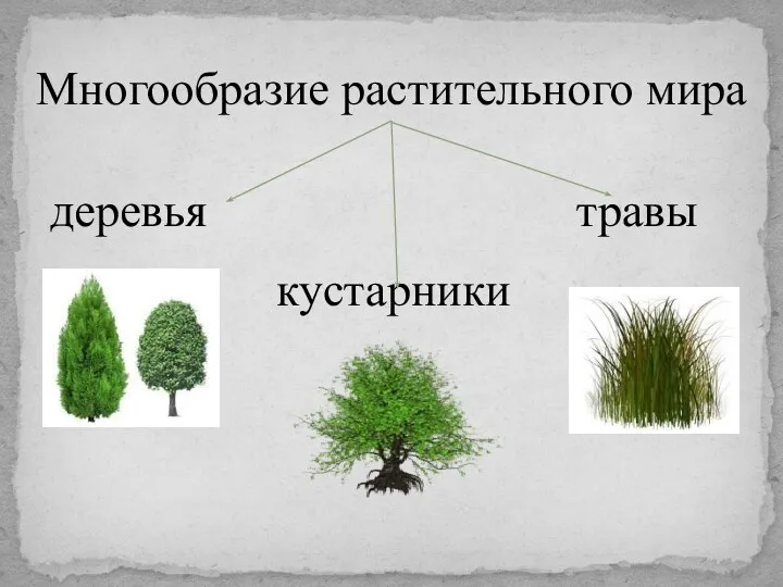 Многообразие растительного мира деревья кустарники травы