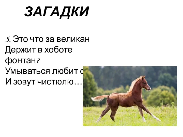 ЗАГАДКИ 5. Это что за великан Держит в хоботе фонтан? Умываться любит он, И зовут чистюлю…!