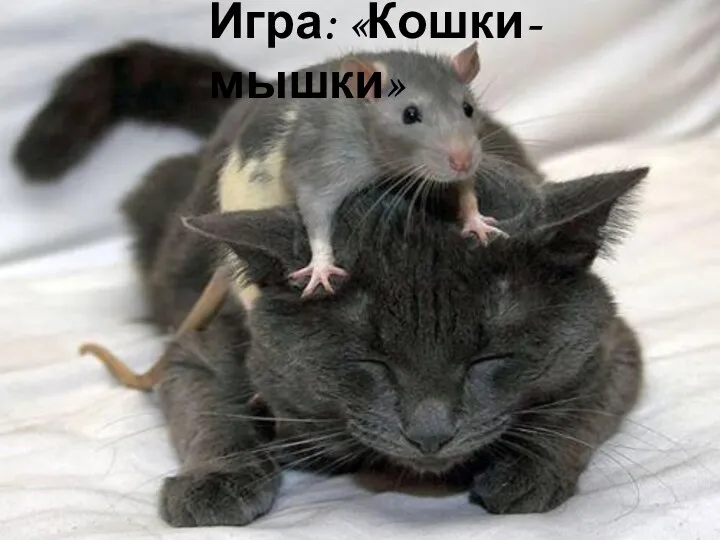 Игра: «Кошки-мышки»