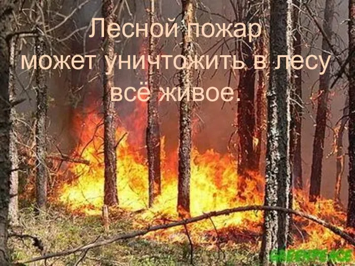 Лесной пожар может уничтожить в лесу всё живое.