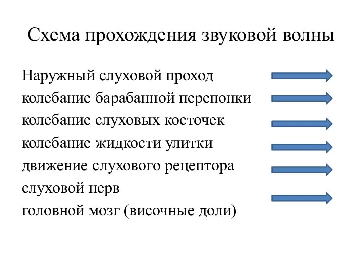 Схема прохождения звуковой волны Наружный слуховой проход колебание барабанной перепонки колебание слуховых косточек