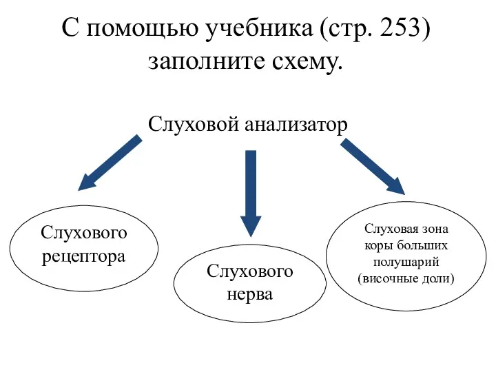 С помощью учебника (стр. 253) заполните схему. Слуховой анализатор Слухового рецептора Слухового нерва