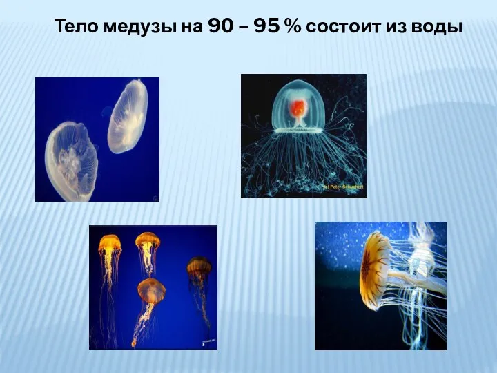 Тело медузы на 90 – 95 % состоит из воды