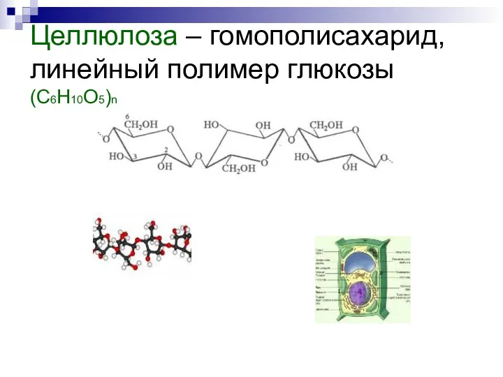 Целлюлоза – гомополисахарид, линейный полимер глюкозы (С6Н10О5)n