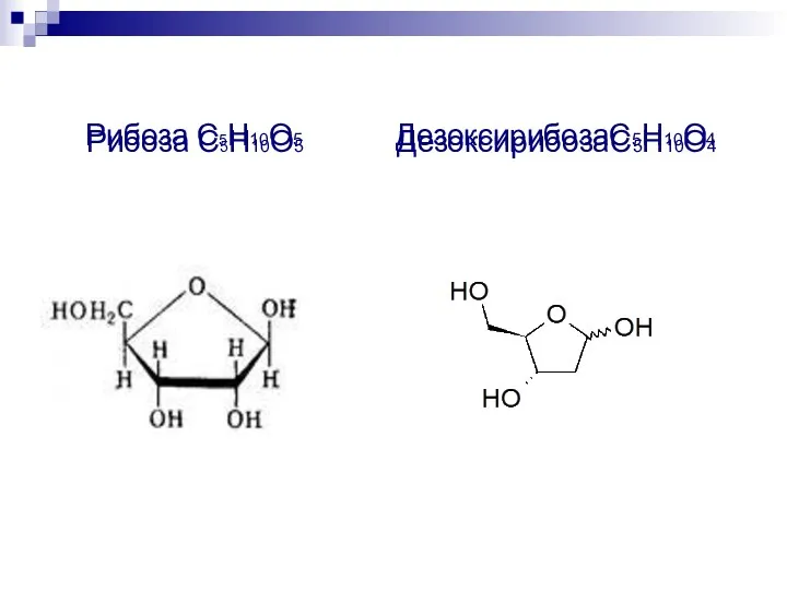 Рибоза С5Н10О5 ДезоксирибозаС5Н10О4 Рибоза С5Н10О5 ДезоксирибозаС5Н10О4