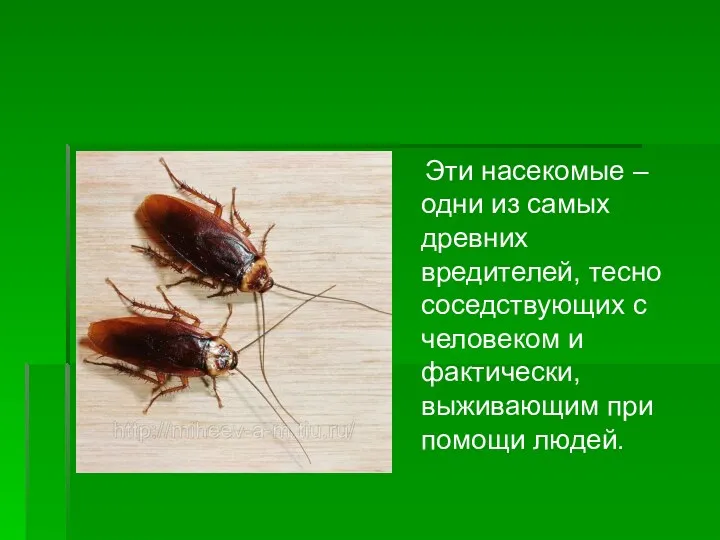 Эти насекомые – одни из самых древних вредителей, тесно соседствующих с человеком и