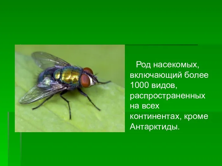 Род насекомых, включающий более 1000 видов, распространенных на всех континентах, кроме Антарктиды.