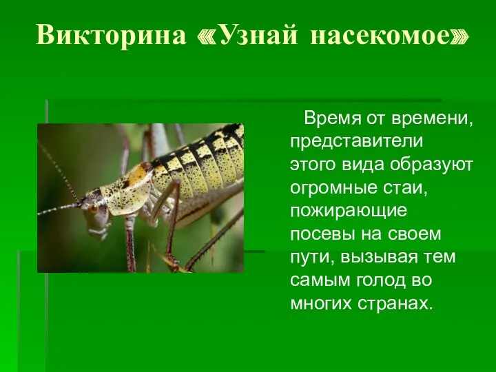 Викторина «Узнай насекомое» Время от времени, представители этого вида образуют огромные стаи, пожирающие