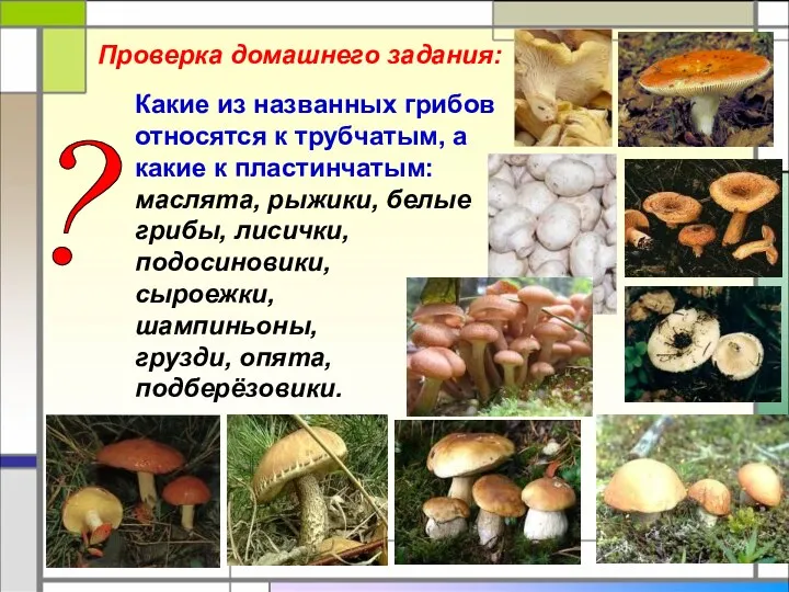 Проверка домашнего задания: Какие из названных грибов относятся к трубчатым,