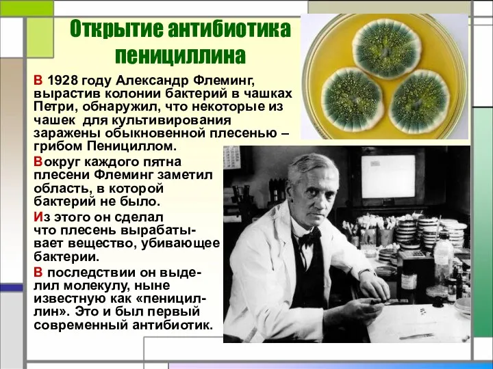 В 1928 году Александр Флеминг, вырастив колонии бактерий в чашках