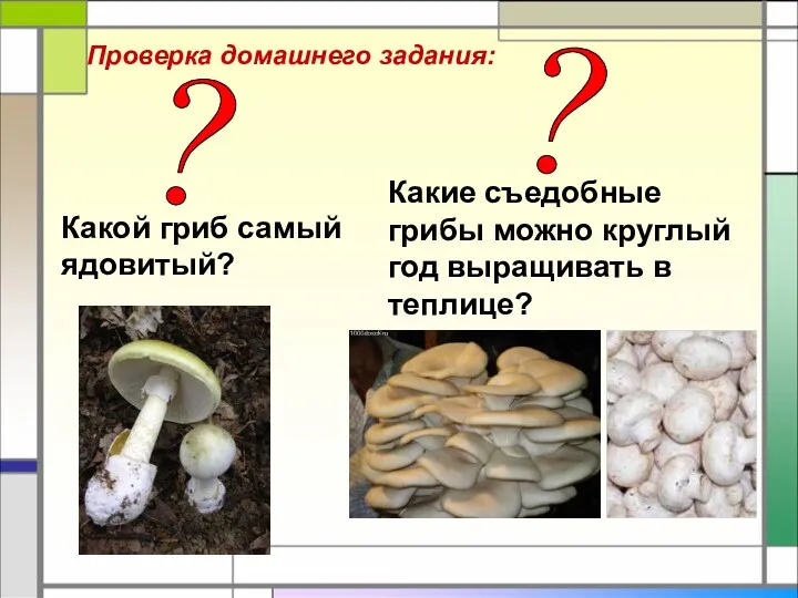 Какой гриб самый ядовитый? Какие съедобные грибы можно круглый год
