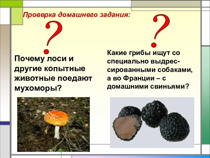 Почему лоси и другие копытные животные поедают мухоморы? Какие грибы